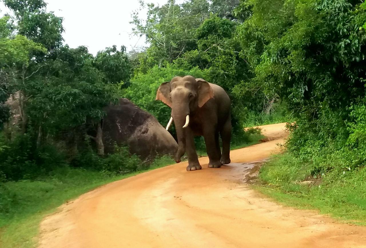 Amawin Resort Hambantota Bagian luar foto
